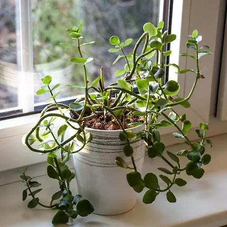 Homestay Pod Starymi Lipami