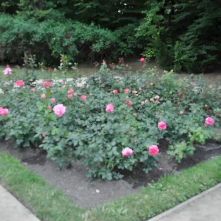 Pod Starymi Lipami * Szczecin