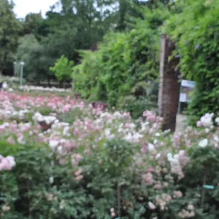 Pod Starymi Lipami Homestay