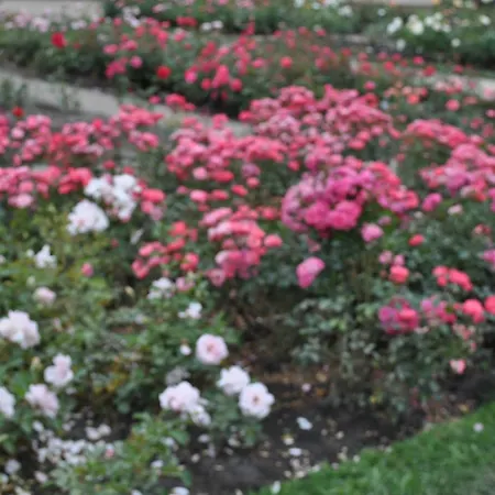 Kwatera prywatna Pod Starymi Lipami Szczecin