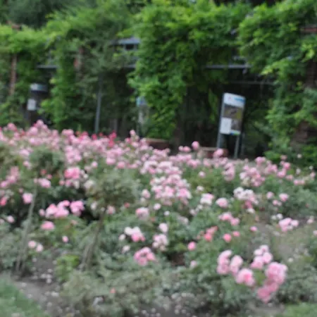 民宿 Pod Starymi Lipami
