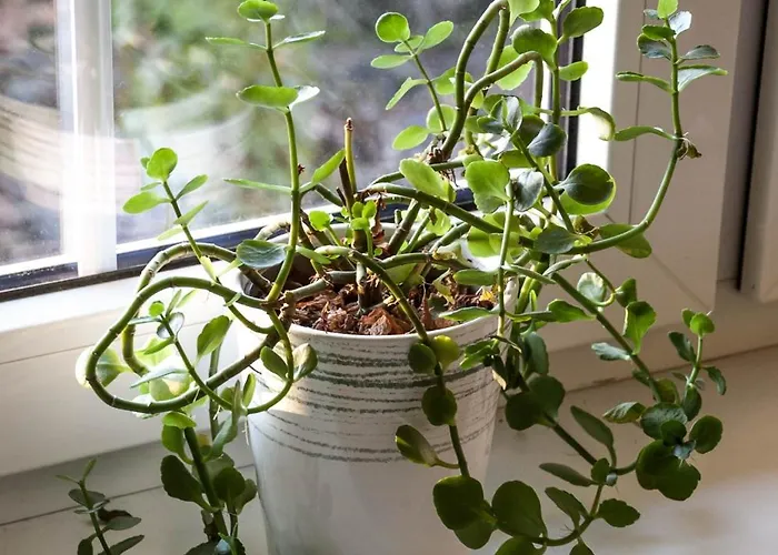 ホームステイ Pod Starymi Lipami