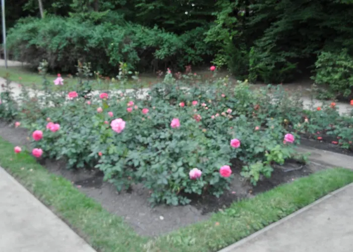 Pod Starymi Lipami * シュチェチン