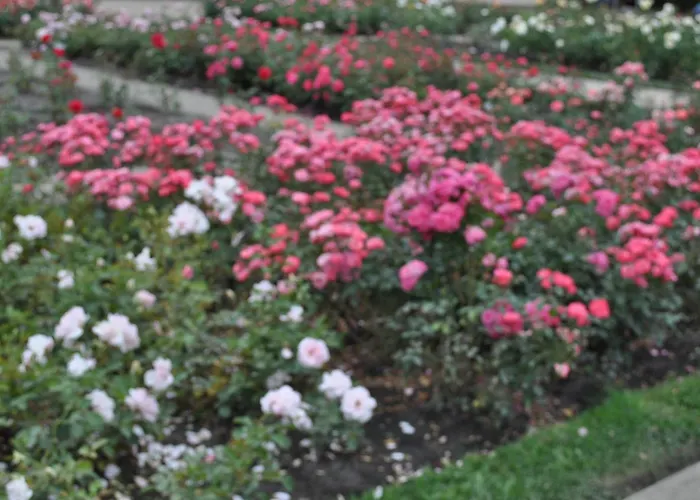 Accommodatie bij particulieren Pod Starymi Lipami Szczecin